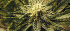 Cannabis a scopo terapeutico “made in Italy” da gennaio in farmacia
